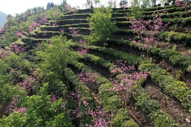 关于绿春：春到山间茶香花艳的资讯(4)