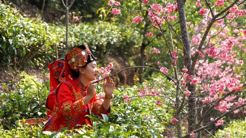 关于绿春：春到山间茶香花艳的资讯(2)