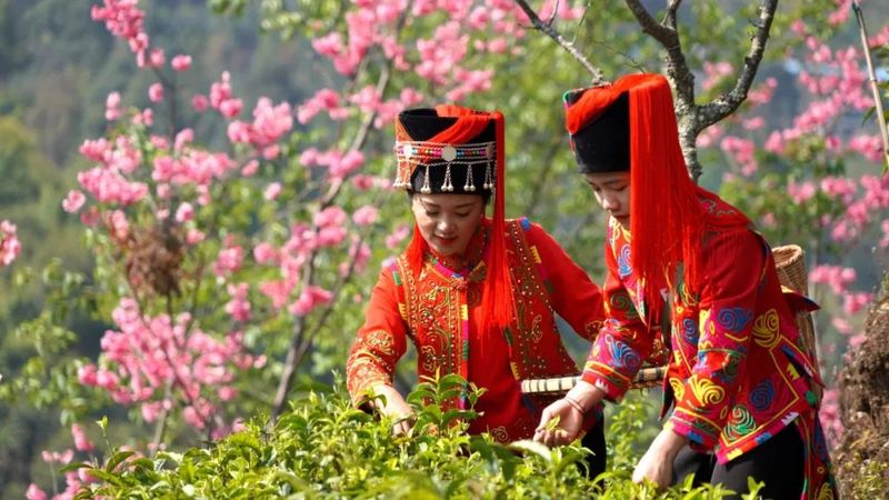 关于绿春：春到山间茶香花艳的资讯(3)