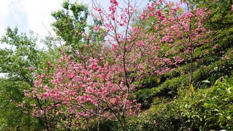 关于绿春：春到山间茶香花艳的资讯