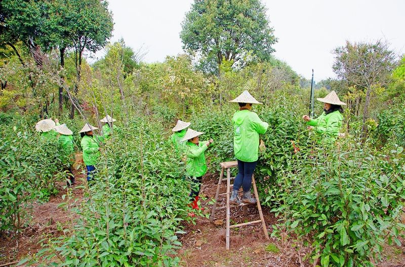 关于茶林共生，福鼎白茶高质量发展新模式的相关内容(2)