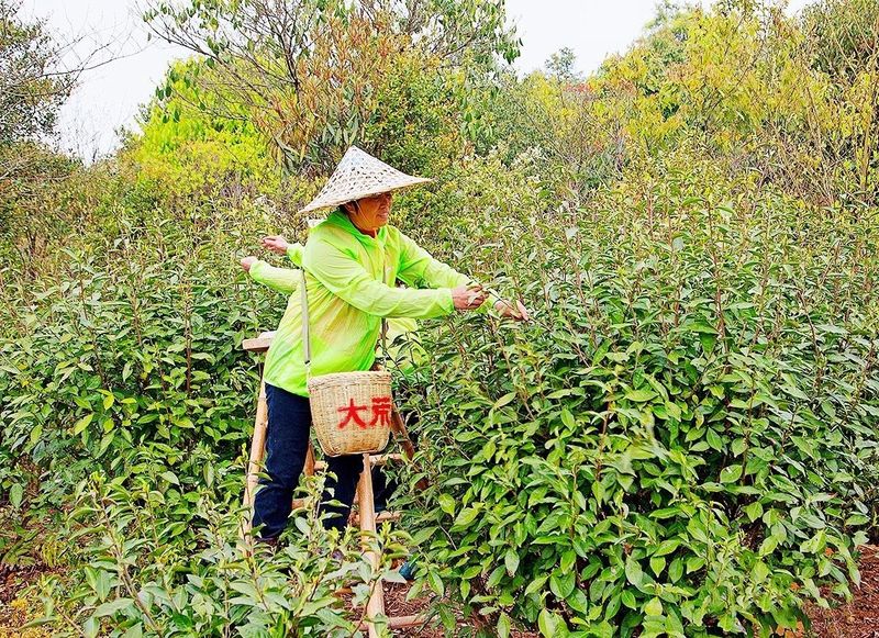 关于茶林共生，福鼎白茶高质量发展新模式的相关内容(3)