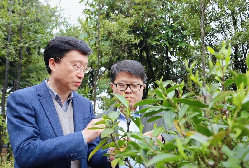 关于茶林共生，福鼎白茶高质量发展新模式的相关内容