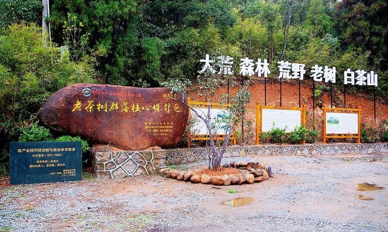 关于茶林共生，福鼎白茶高质量发展新模式的相关内容(1)