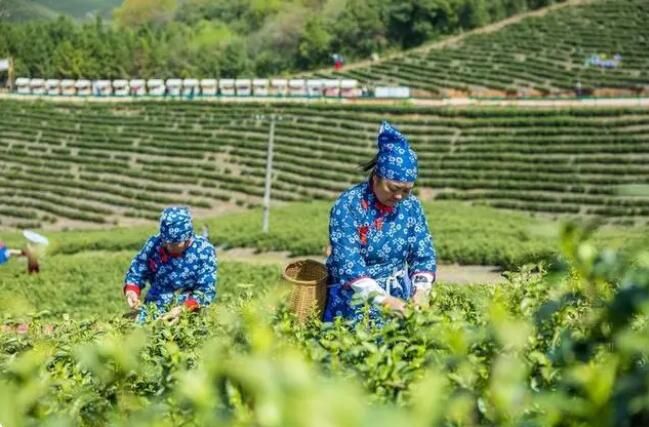 有关于南陵万兴白茶“抢鲜”开采的相关信息