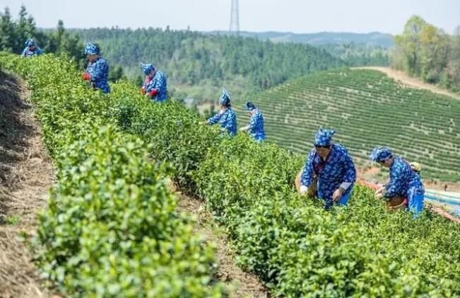 有关于南陵万兴白茶“抢鲜”开采的相关信息(1)