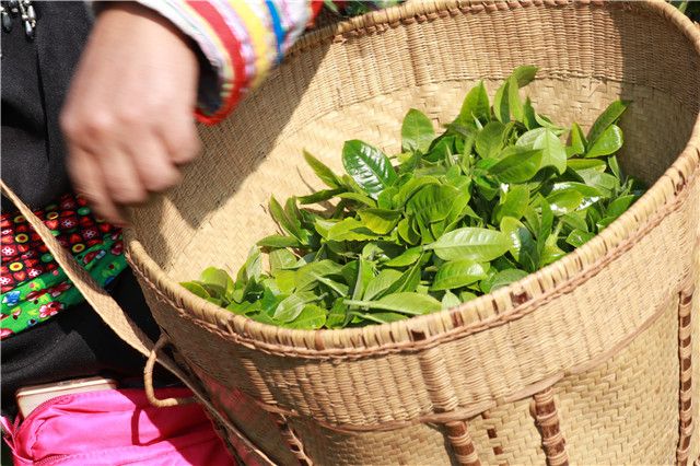 有关于2023年冰岛糯伍古树春茶2500-3500元的最新消息(2)