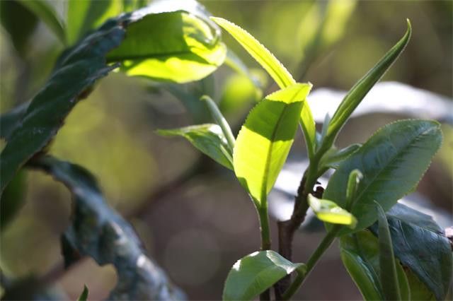 有关于2023年冰岛糯伍古树春茶2500-3500元的最新消息