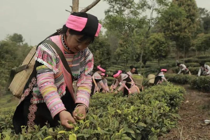 关于澜沧富邦乡：春回大地绿满山 春茶开采茶飘香的相关信息(5)