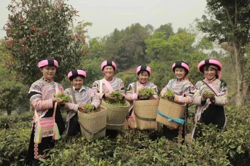 关于澜沧富邦乡：春回大地绿满山 春茶开采茶飘香的相关信息(4)
