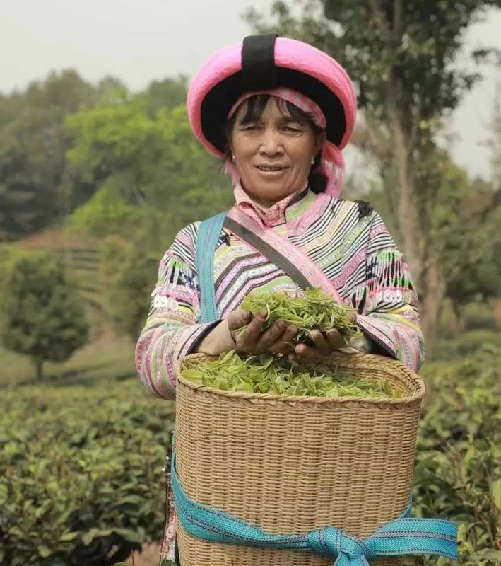 关于澜沧富邦乡：春回大地绿满山 春茶开采茶飘香的相关信息(2)