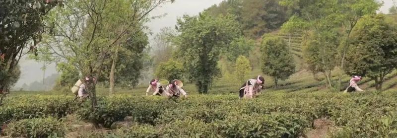 关于澜沧富邦乡：春回大地绿满山 春茶开采茶飘香的相关信息