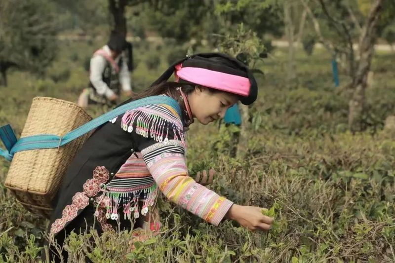 关于澜沧富邦乡：春回大地绿满山 春茶开采茶飘香的相关信息(1)