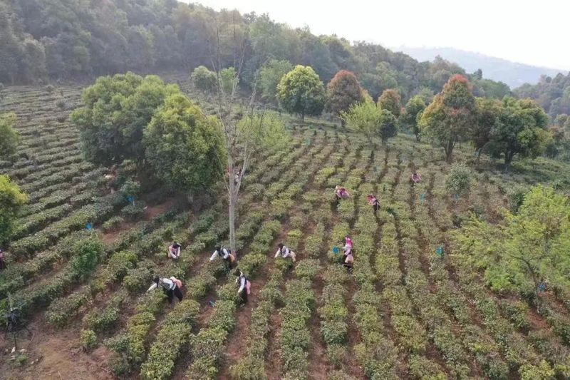 关于澜沧富邦乡：春回大地绿满山 春茶开采茶飘香的相关信息(6)