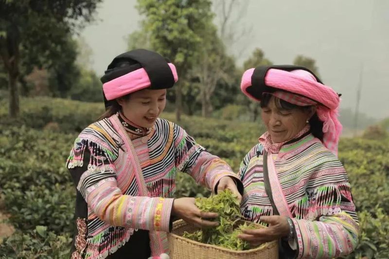 关于澜沧富邦乡：春回大地绿满山 春茶开采茶飘香的相关信息(3)
