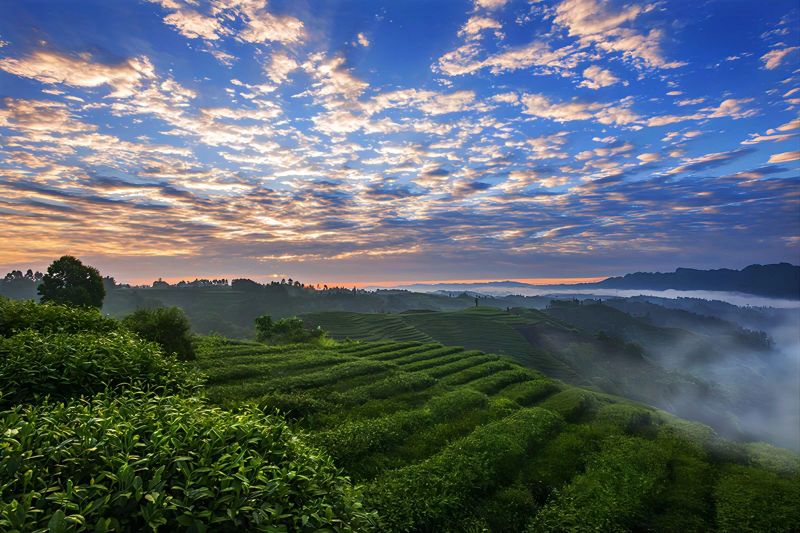 关于“三茶统筹”之茶产业的相关信息(8)