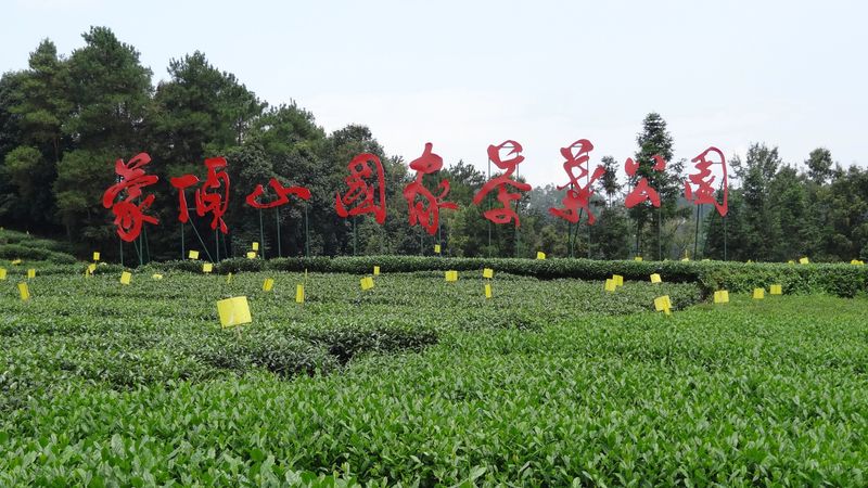 关于“三茶统筹”之茶产业的相关信息(5)