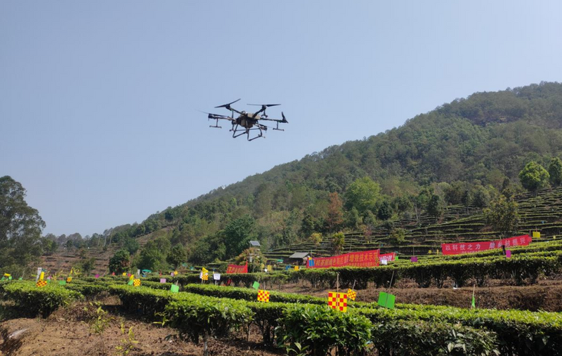 关于糯福乡举办春季茶产业提质增效培训班 以产业助力边境幸福村建设的相关内容(2)