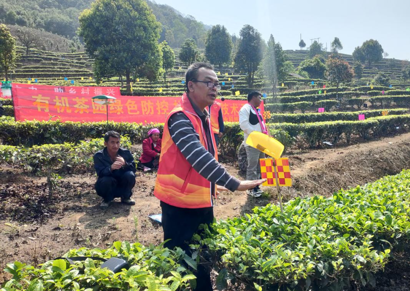 关于糯福乡举办春季茶产业提质增效培训班 以产业助力边境幸福村建设的相关内容(1)