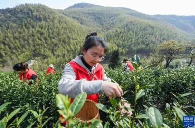 有关于浙江山村义工帮采茶 共富工坊促增收的新闻(1)