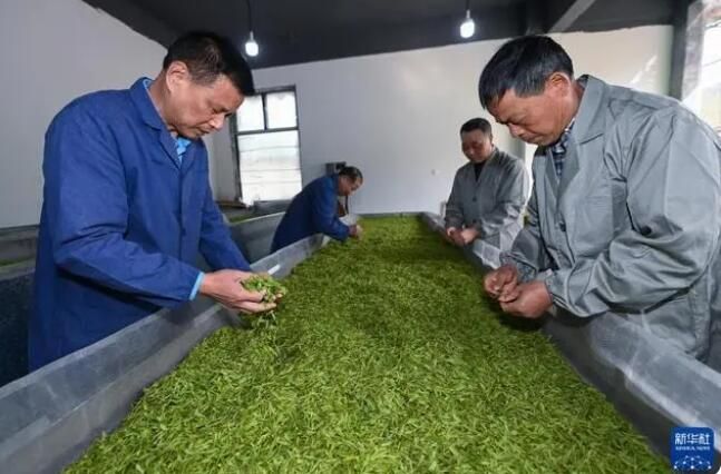 有关于浙江山村义工帮采茶 共富工坊促增收的新闻(5)