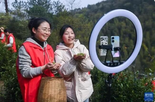 有关于浙江山村义工帮采茶 共富工坊促增收的新闻(3)