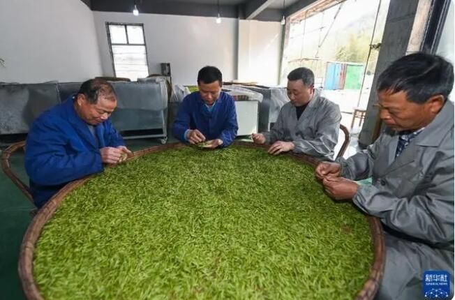 有关于浙江山村义工帮采茶 共富工坊促增收的新闻(4)