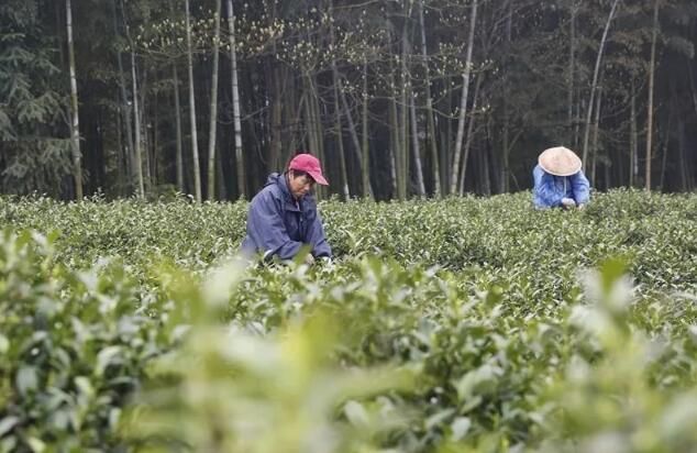 有关于铜陵义安：春茶采摘正当时 茶叶飘香促振兴的信息(1)