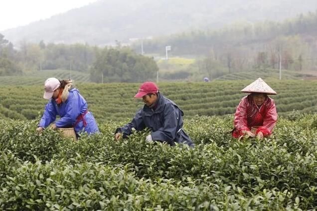 有关于铜陵义安：春茶采摘正当时 茶叶飘香促振兴的信息(3)