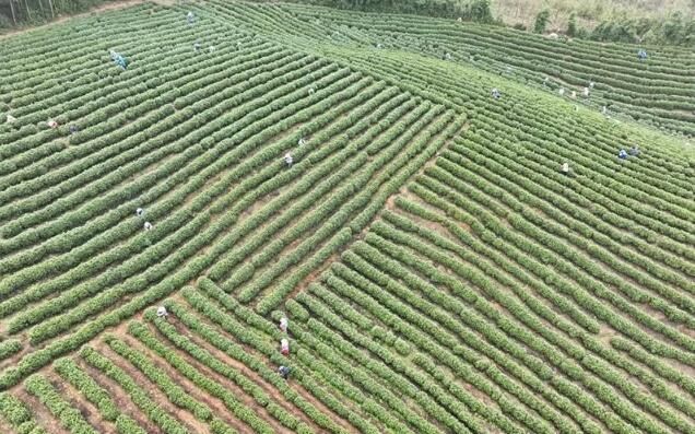 有关于铜陵义安：春茶采摘正当时 茶叶飘香促振兴的信息