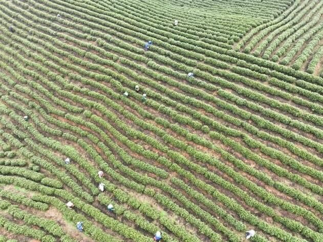 有关于铜陵义安：春茶采摘正当时 茶叶飘香促振兴的信息(4)