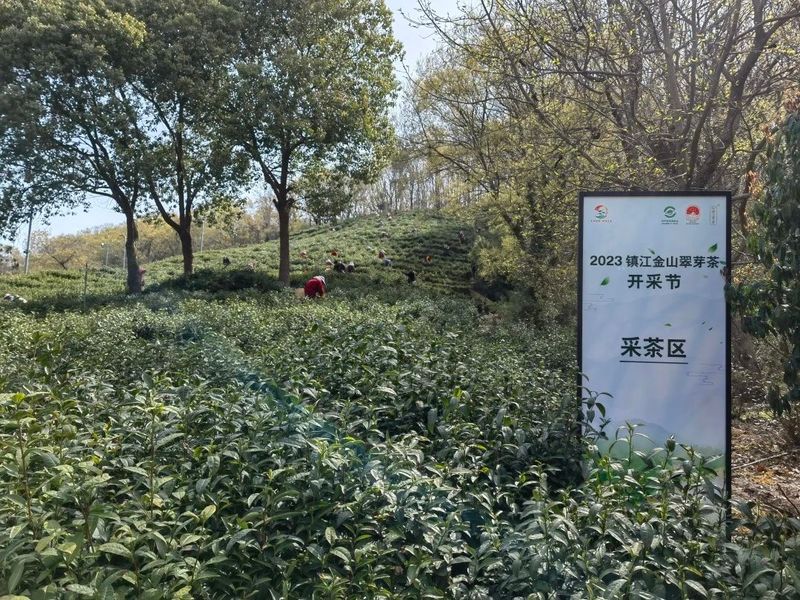 有关于走进茶区———省茶叶学会专家参加镇江金山翠芽茶开采节活动的消息(2)