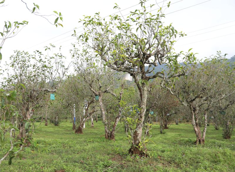 有关于“景谷大白茶”区域公共品牌正式发布的资讯(2)
