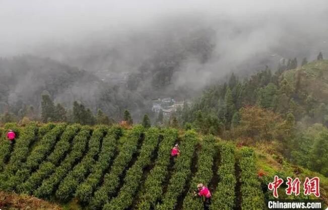 有关于一片叶子富了一方百姓 湖南保靖茶文旅深度融合的消息