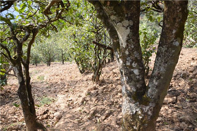 关于2023年磨烈古树春茶3500-5000元的相关信息