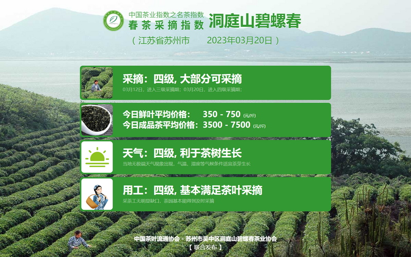 关于2023春茶季：各名茶最新开采情况及价格的新闻(3)