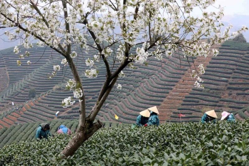 有关于赋能富阳大龙井产业全链提升 卢正浩工业4.0时代正式开启的新闻(8)