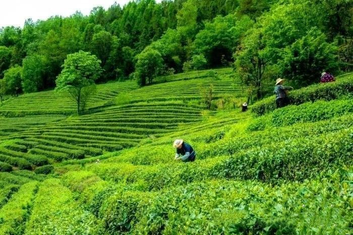 有关于湖北神农架：农民捧起“生态碗”吃上“茶旅饭”的消息(2)