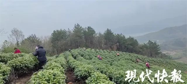 有关于江苏春茶上新，价格普涨的新闻(10)