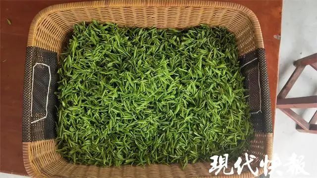 有关于江苏春茶上新，价格普涨的新闻(4)