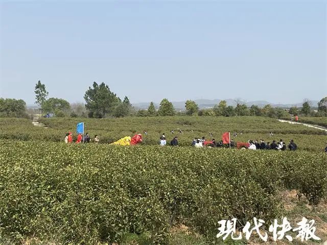 有关于江苏春茶上新，价格普涨的新闻