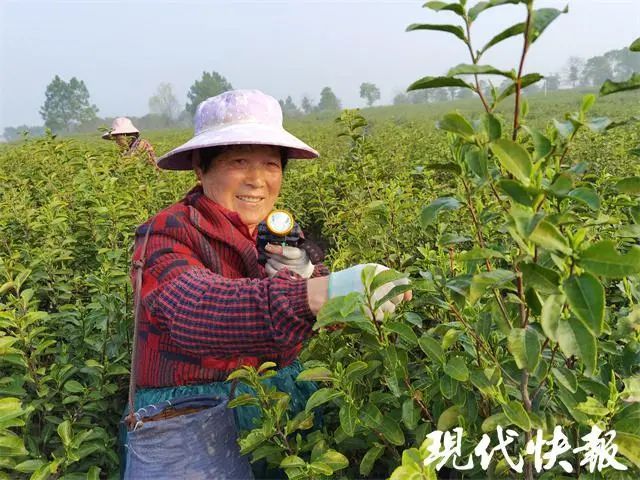 有关于江苏春茶上新，价格普涨的新闻(1)