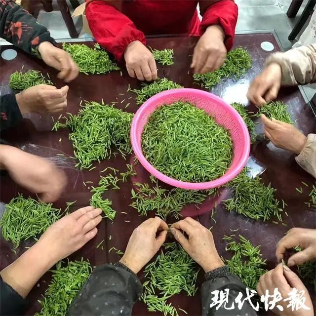 有关于江苏春茶上新，价格普涨的新闻(3)