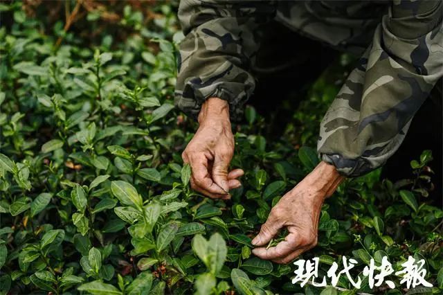 有关于江苏春茶上新，价格普涨的新闻(6)