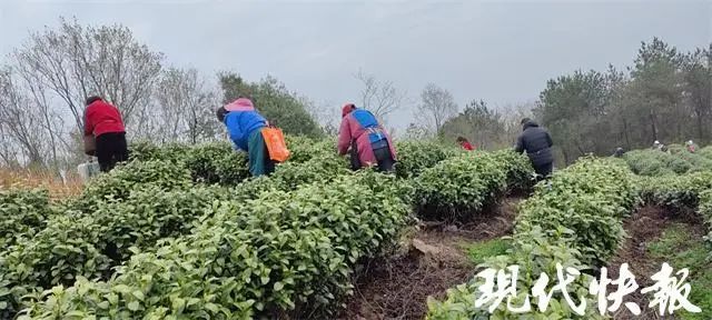有关于江苏春茶上新，价格普涨的新闻(9)