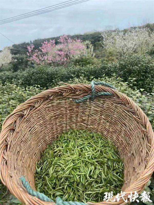 有关于江苏春茶上新，价格普涨的新闻(2)