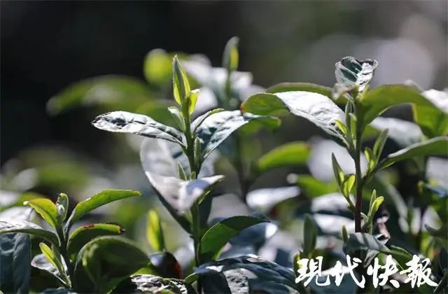 有关于江苏春茶上新，价格普涨的新闻(12)