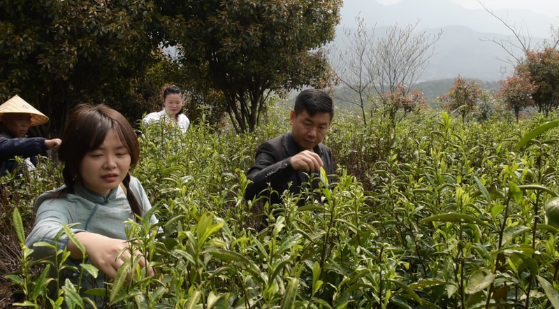 有关于2023中华茶祖节·金仙农业春茶开采主题活动在桂阳举行的新闻(5)