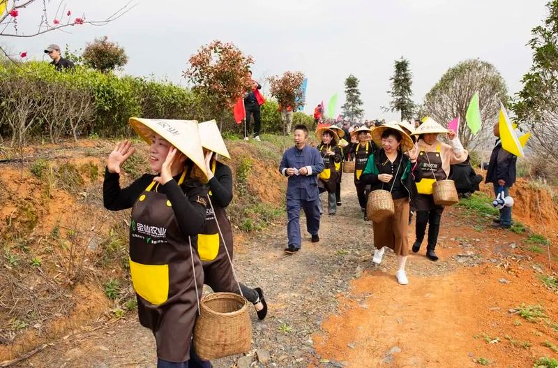 有关于2023中华茶祖节·金仙农业春茶开采主题活动在桂阳举行的新闻(4)