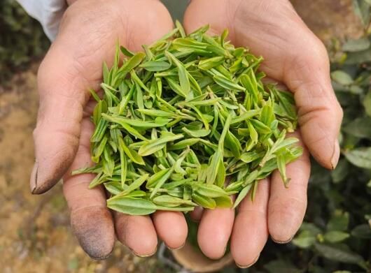 有关于织金县金龙乡：春茶吐新绿 采摘正当时的信息(2)